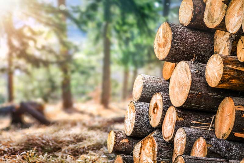 Gefällte Baumstämme im Wald